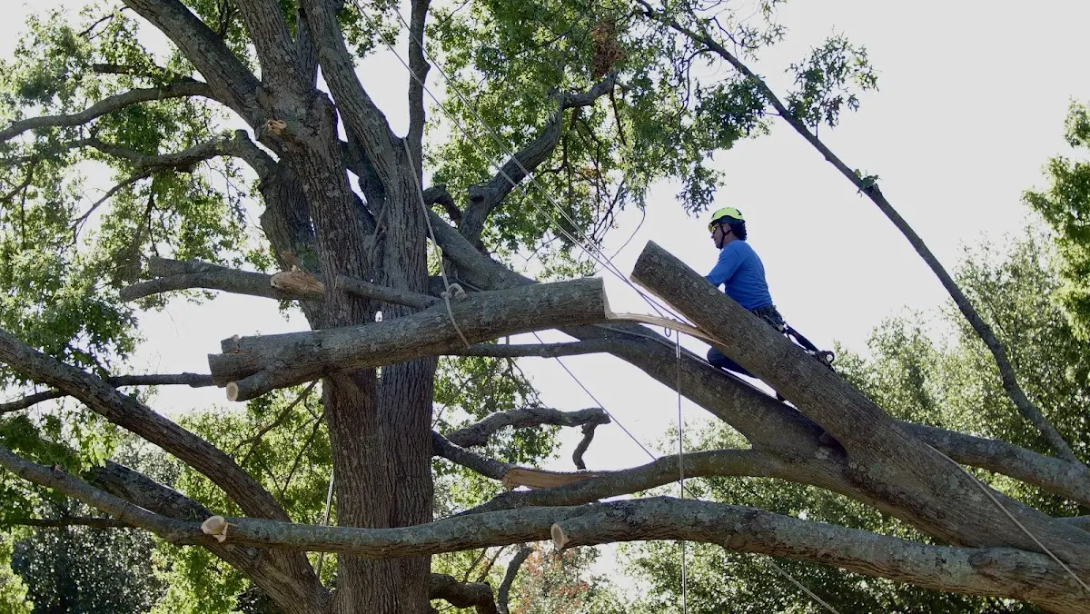 Professional Crown Thinning performed by certified arborists in Burnt Cabins