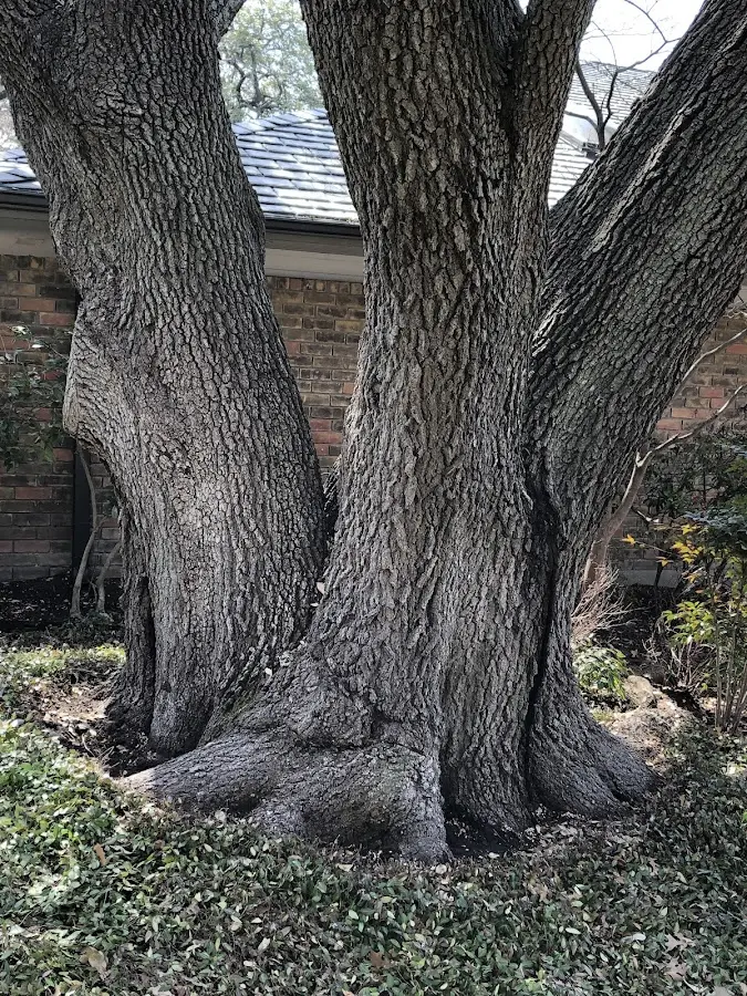 Mature heritage tree close to a Burnt Cabins property cared for by certified arborists
